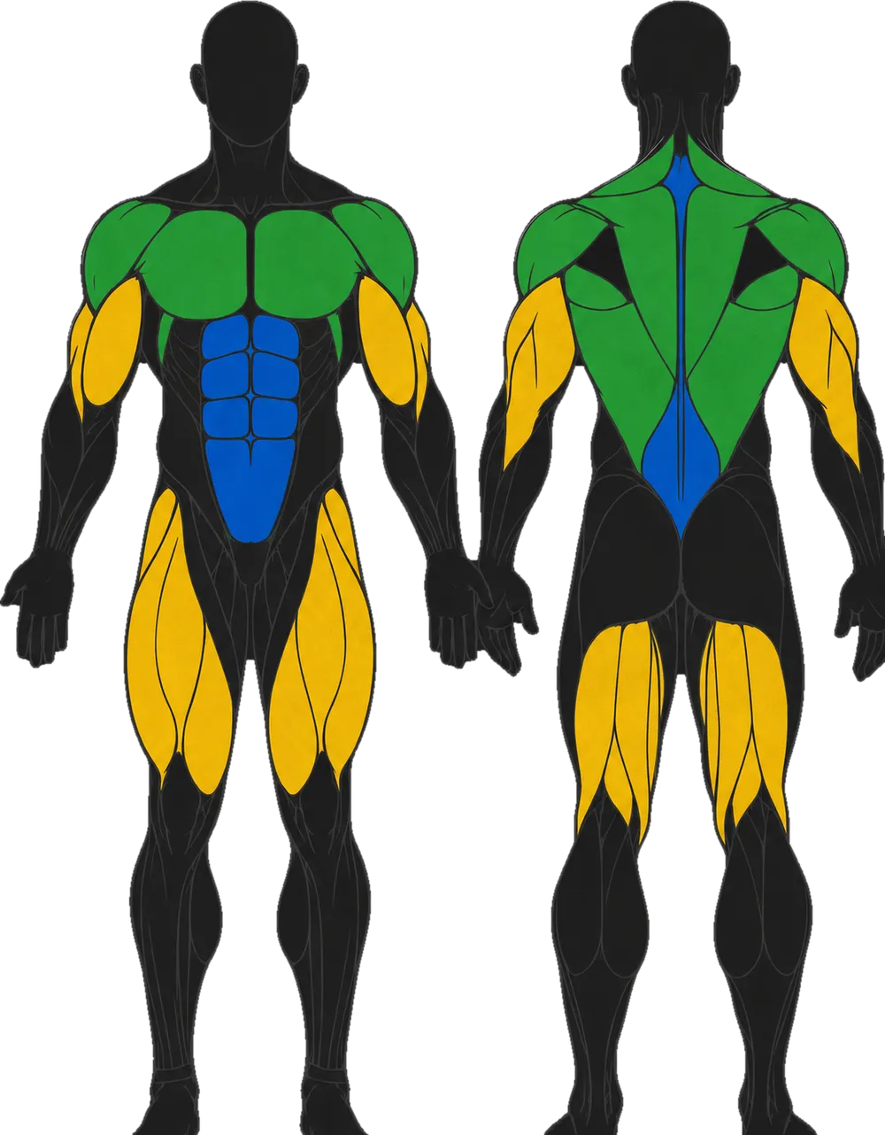Prime Physique — músculos que trabajas